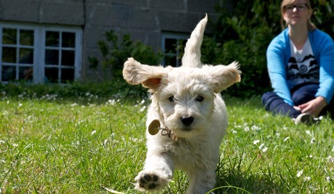 Hundeopdragelse
